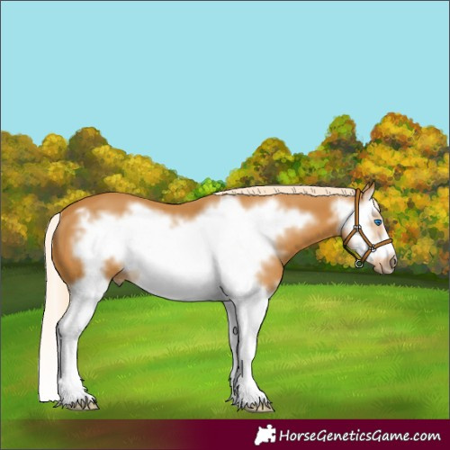 Horse Color:Palomino Splash Frame 