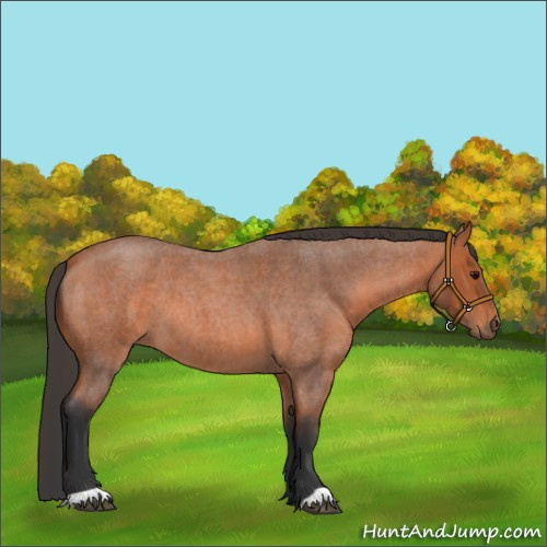 Horse Color:Unknown 