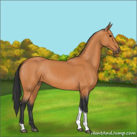 Horse Color:Bay Tobiano 