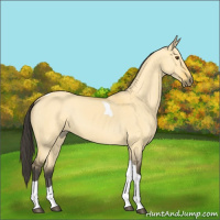 Horse Color:Buckskin Dun Tobiano 