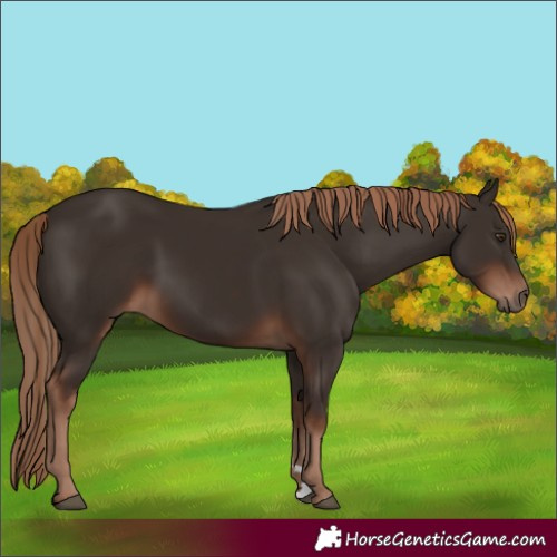 Horse Color:Liver Chestnut Rabicano 