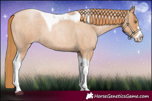 Horse Color:Red Roan Pearl Tobiano Frame 