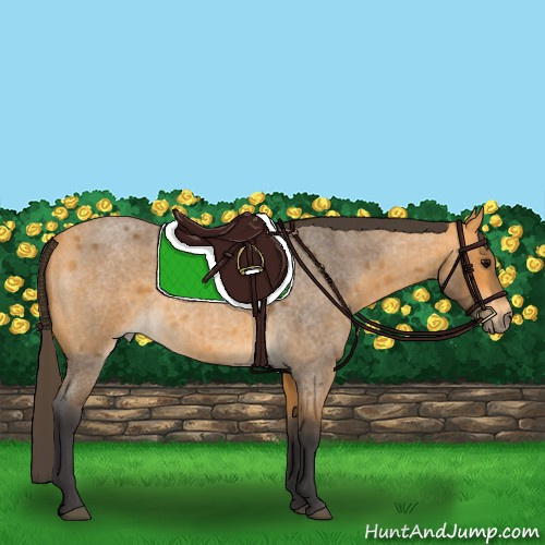 Horse Color:Buckskin Roan 