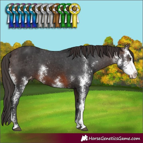 Horse Color:Brown Sabino Varnish 