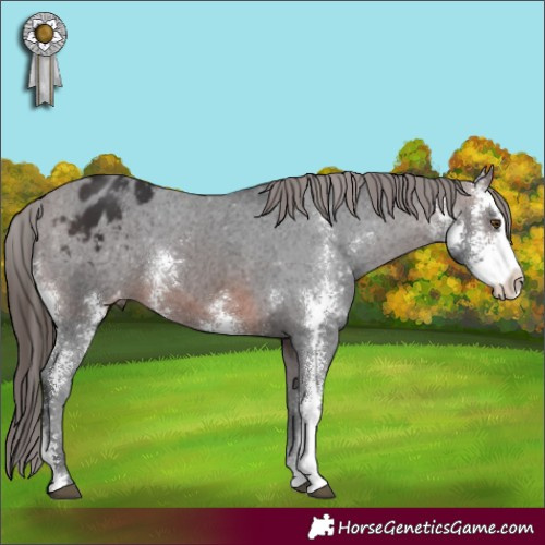 Horse Color:Brown Sabino Appaloosa 