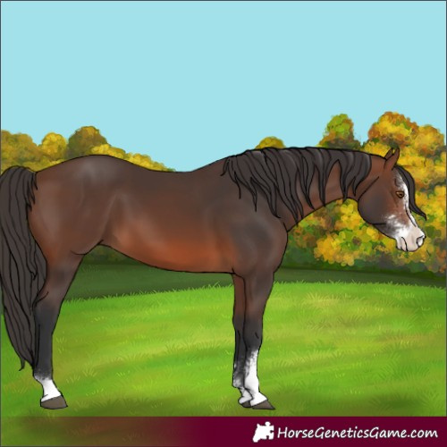 Horse Color:Brown Sabino 
