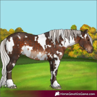 Horse Color:White Spotted Silver Brown