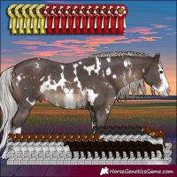 Horse Color:White Spotted Silver Brown Sabino Splash 