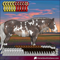 Horse Color:White Spotted Silver Brown Sabino Splash 