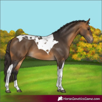 Horse Color:Buckskin Tobiano 