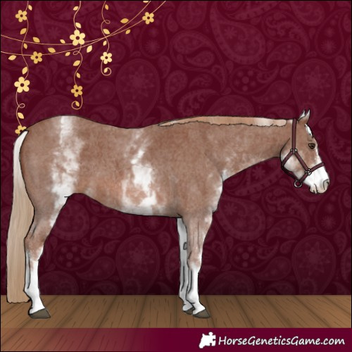 Horse Color:White Spotted Chestnut Sabino 