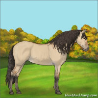 Horse Color:Bay Dun 