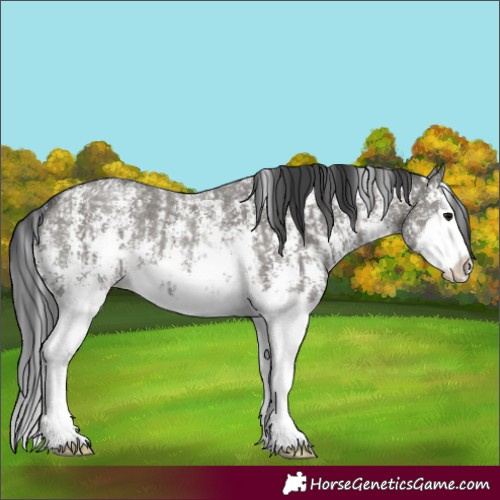 Horse Color:Grullo Sabino Splash and Grullo Sabino Splash Rabicano