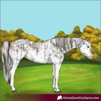 Horse Color:Grullo Sabino Splash  and Silver Grullo Sabino Splash 