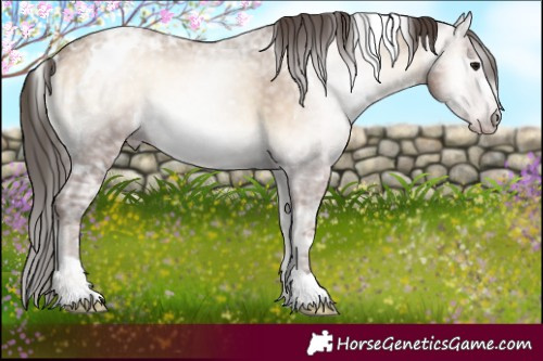 Horse Color:Gray White Spotted Classic Champagne Ice Onyx Appaloosa 
