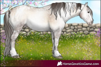 Horse Color:Gray White Spotted Classic Champagne Ice Onyx Appaloosa