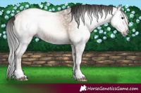 Horse Color:Gray Sable Champagne Ice Onyx 