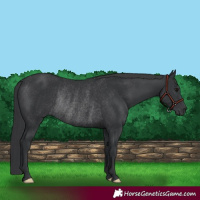 Horse Color:Black Rabicano 