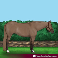 Horse Color:Liver Red Dun Rabicano 