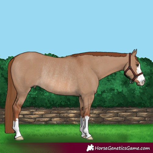 Horse Color:Red Dun Rabicano