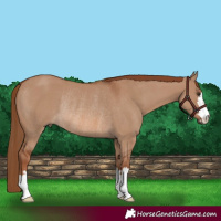 Horse Color:Red Dun Rabicano