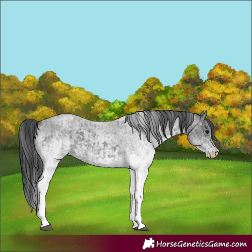 Horse Color:White Spotted Blue Roan Rabicano  and White Spotted Blue Roan Rabicano 