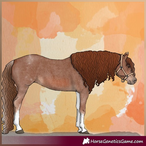 Horse Color:White Spotted Chestnut Sabino 