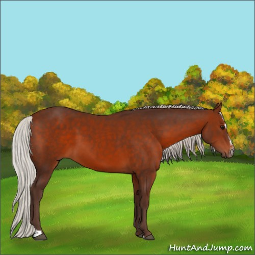 Horse Color:Silver Bay Sabino 