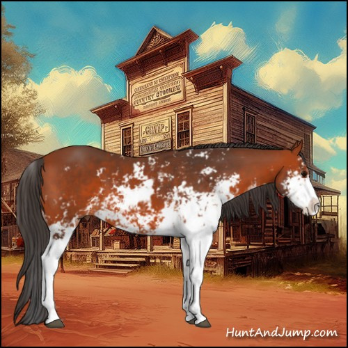 Horse Color:Bay Sabino 