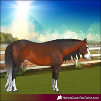 Horse Color:Bay Splash 