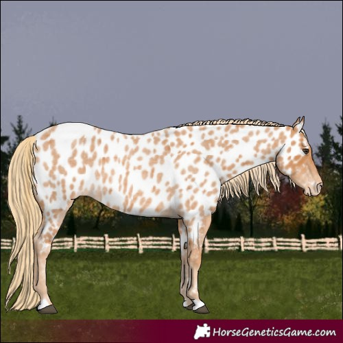 Horse Color:Red Roan Appaloosa 