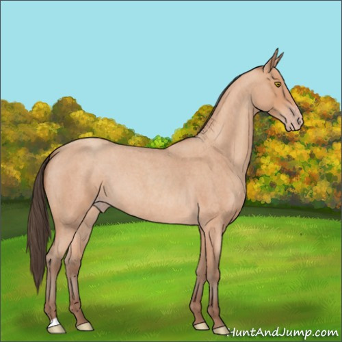 Horse Color:Amber Champagne Roan 
