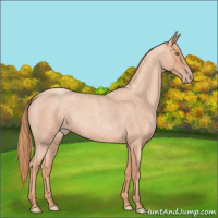 Horse Color:Gold Champagne Roan
