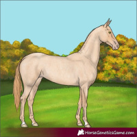 Horse Color:Gold Champagne Roan 
