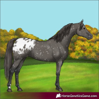 Horse Color:Grullo Appaloosa 