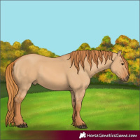 Horse Color:Red Dun 