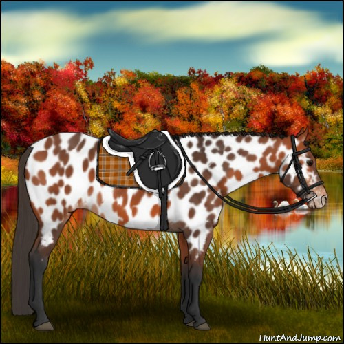 Horse Color:Bay Appaloosa 