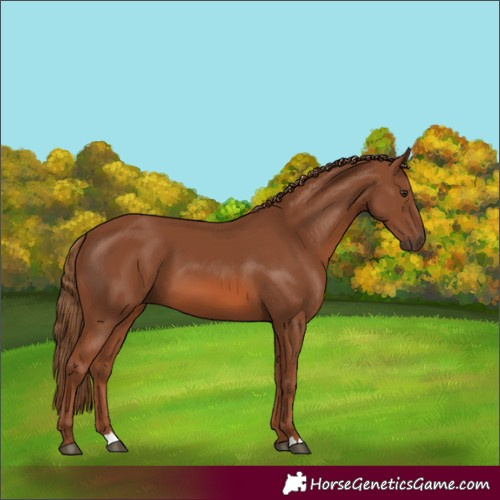 Horse Color:Chestnut 