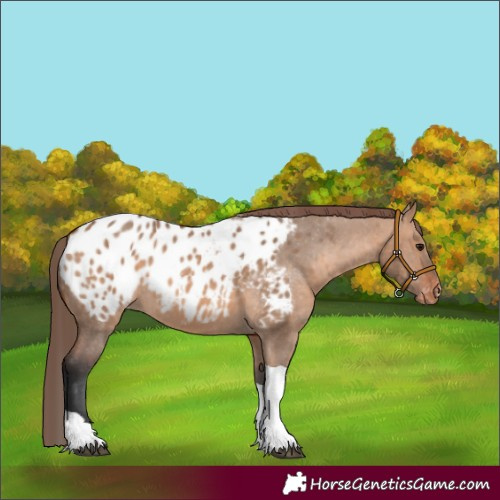 Horse Color:Bay Dun Tobiano Appaloosa 