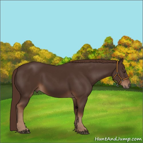 Horse Color:Liver Chestnut 