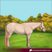 Horse Color:Gold Champagne Dun 