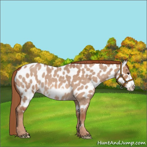 Horse Color:Red Dun Roan Frame Appaloosa 