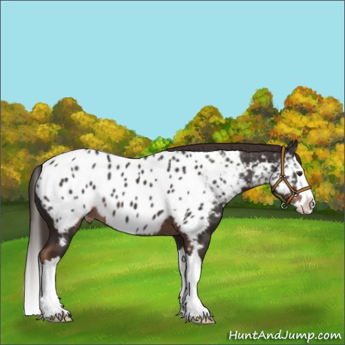 Horse Color:Liver Chestnut Sabino Splash Appaloosa 