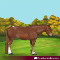 Horse Color:Chestnut Tobiano 