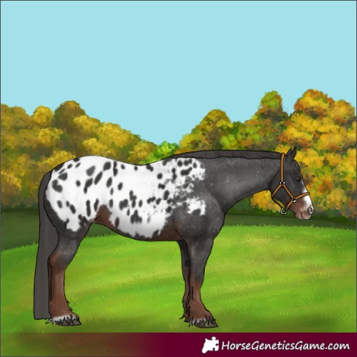 Horse Color:Liver Chestnut Frame Appaloosa 