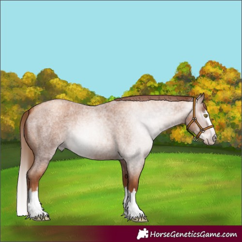 Horse Color:Gray Gold Champagne Roan Splash 