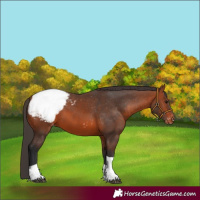 Horse Color:Bay Tobiano Appaloosa 