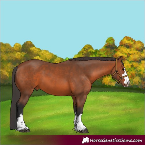 Horse Color:Bay 