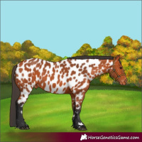 Horse Color:Bay Appaloosa 