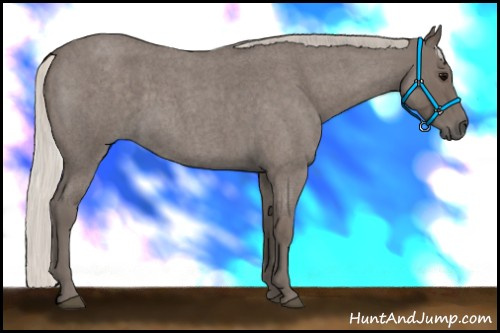Horse Color:Silver Blue Roan 